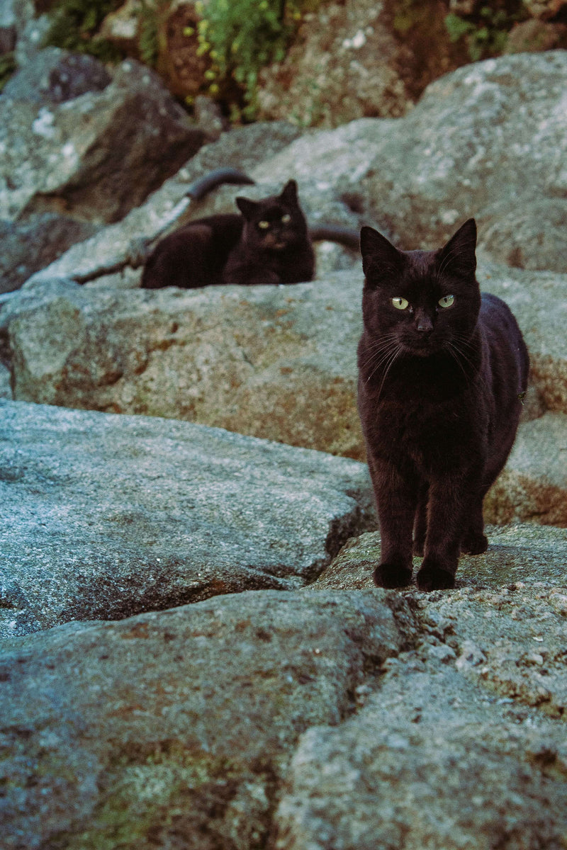 two-black-cats-on-the-rocks-min_1 - onlygoodstuff.ch